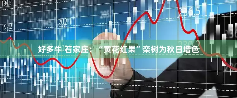 好多牛 石家庄：“黄花红果”栾树为秋日增色